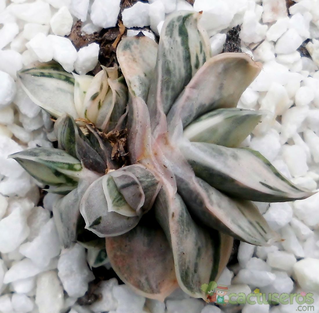 A photo of Gasteria gracilis f. variegata