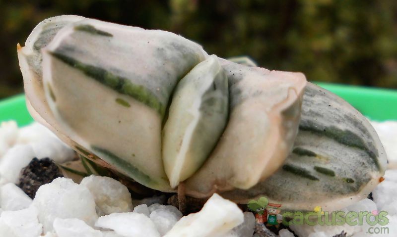 A photo of Gasteria gracilis f. variegata