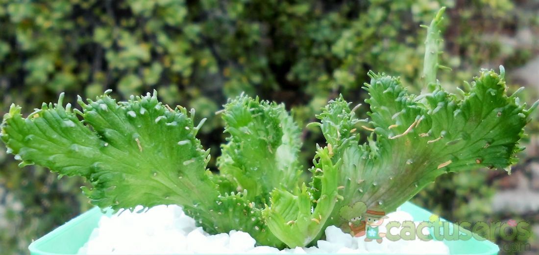 A photo of Euphorbia flanaganii fma. crestada