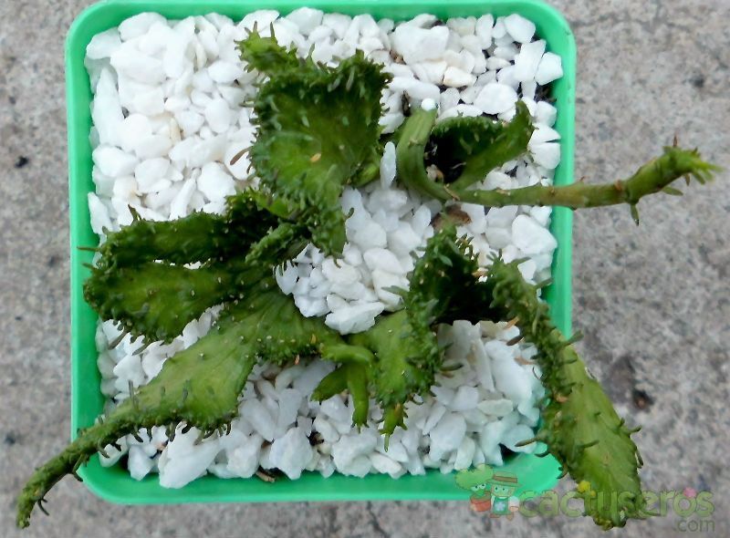 A photo of Euphorbia flanaganii fma. crestada