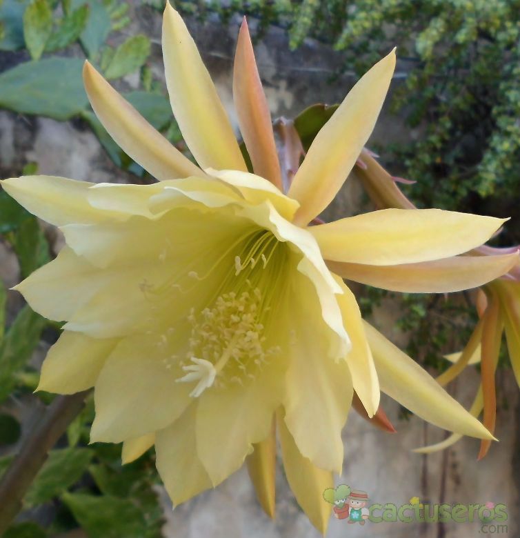 Una foto de Epiphyllum cv. French Custard