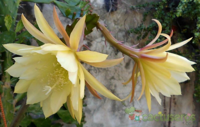 A photo of Epiphyllum cv. French Custard