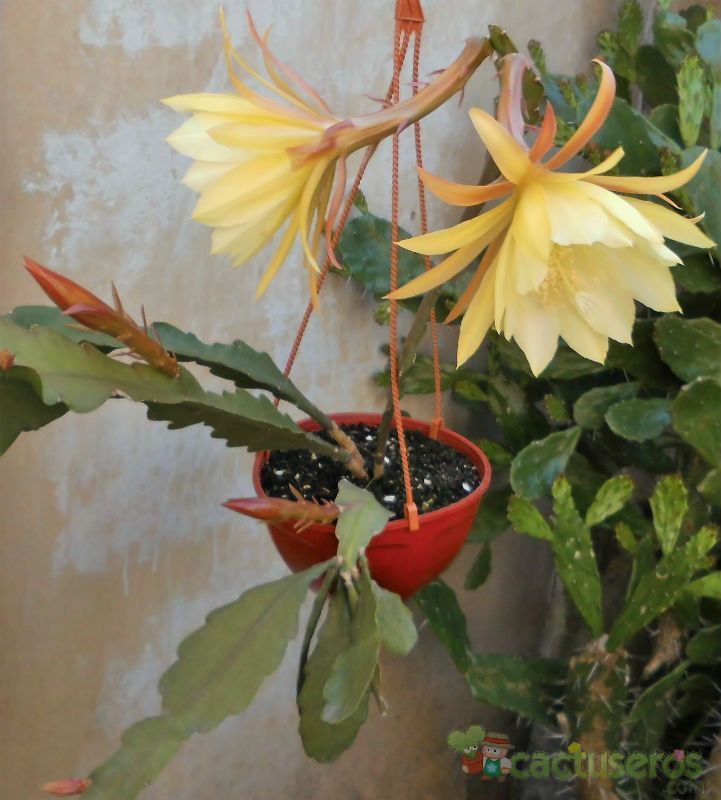 Una foto de Epiphyllum cv. French Custard