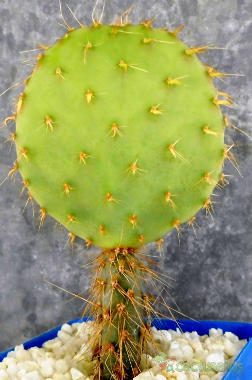 Una foto de Opuntia martiniana