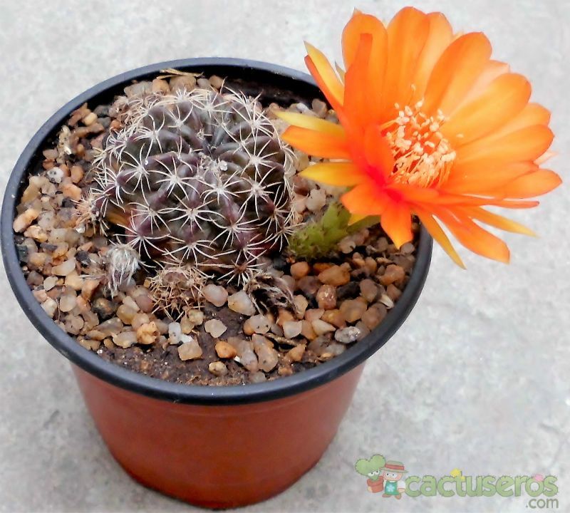 A photo of Echinopsis ancistrophora subsp. pojoensis