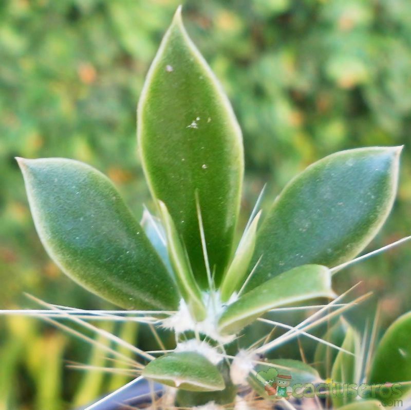 A photo of Quiabentia verticillata