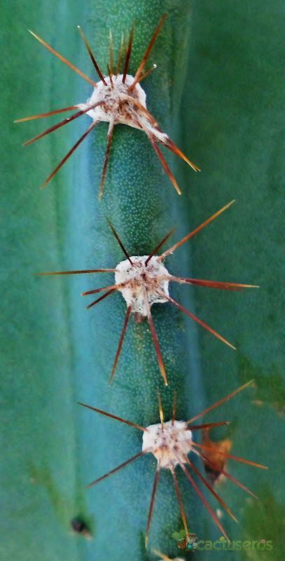 Una foto de Cereus hildmannianus f. monstruosa