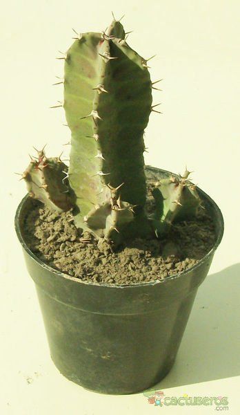 A photo of Euphorbia resinifera