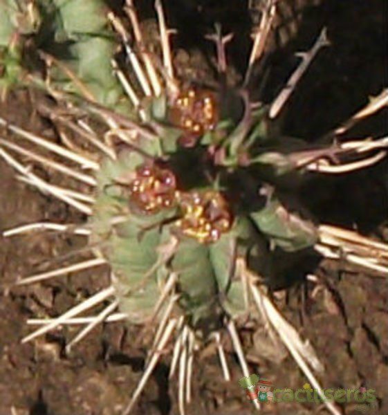 A photo of Euphorbia mammillaris