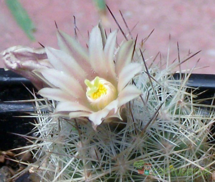 A photo of Escobaria lloydii