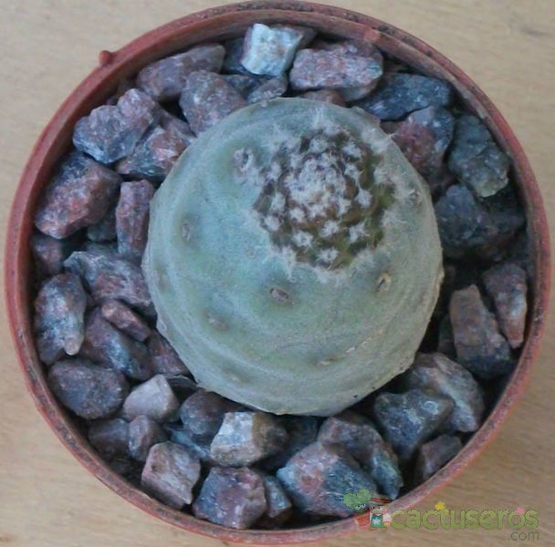 Una foto de Tephrocactus diadematus