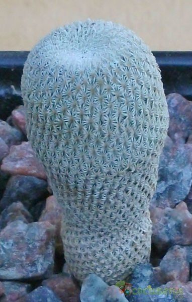 Una foto de Epithelantha micromeris