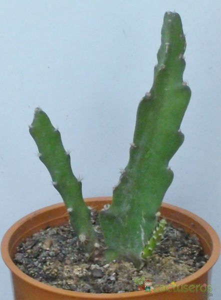 A photo of Disocactus ackermannii