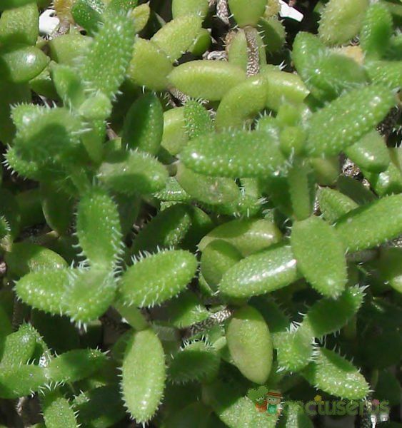 A photo of Delosperma echinatum