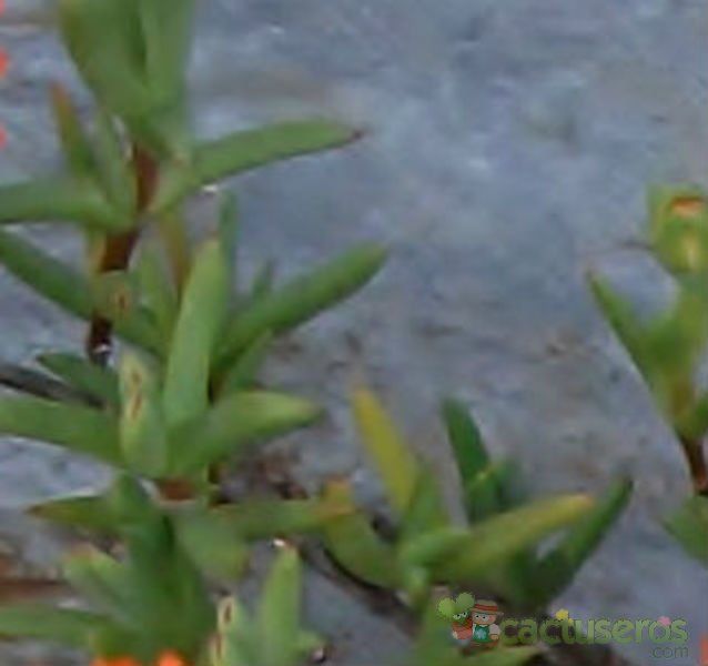 Una foto de Lampranthus aurantiacus