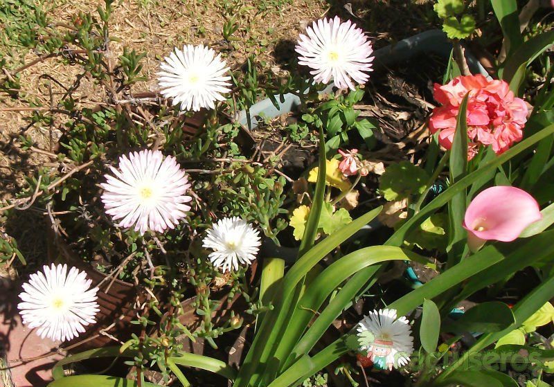 Una foto de Mesembryanthemum reptans