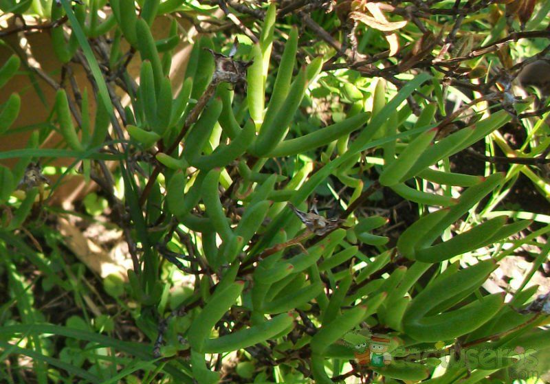 Una foto de Lampranthus aurantiacus