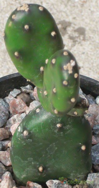 A photo of Opuntia canterae