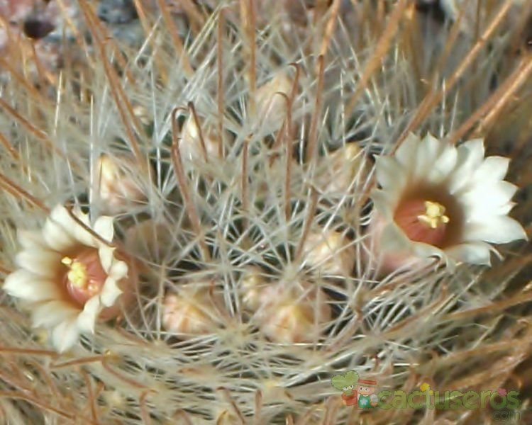 Una foto de Mammillaria pennispinosa