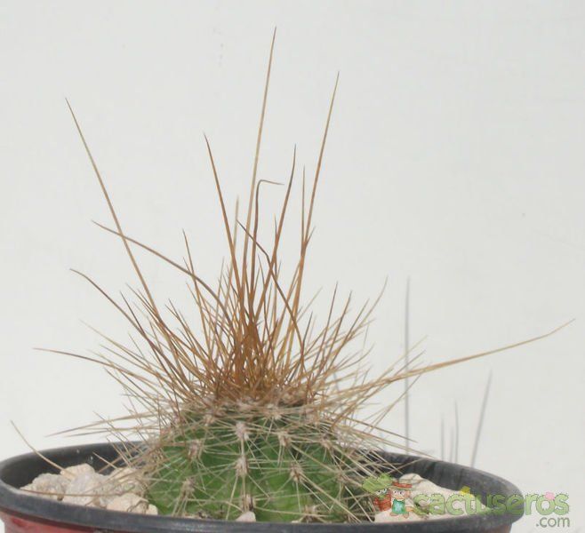 Una foto de Echinopsis tarijensis