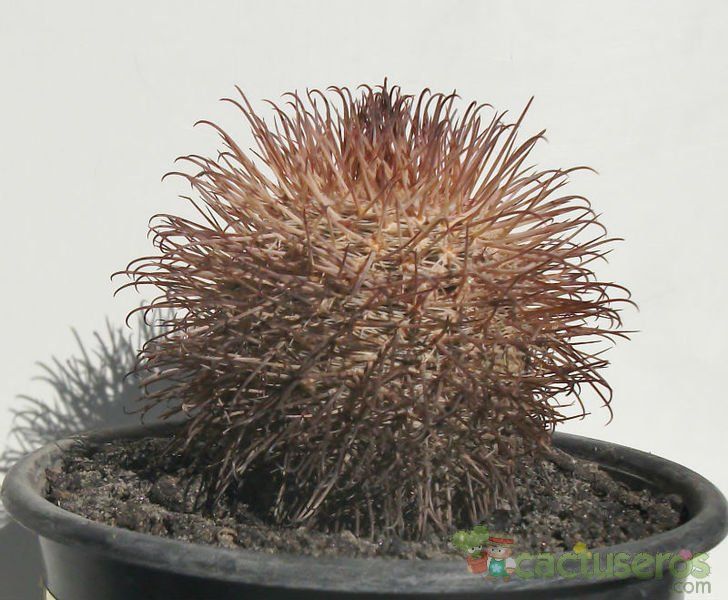 A photo of Parodia microsperma subsp. horrida