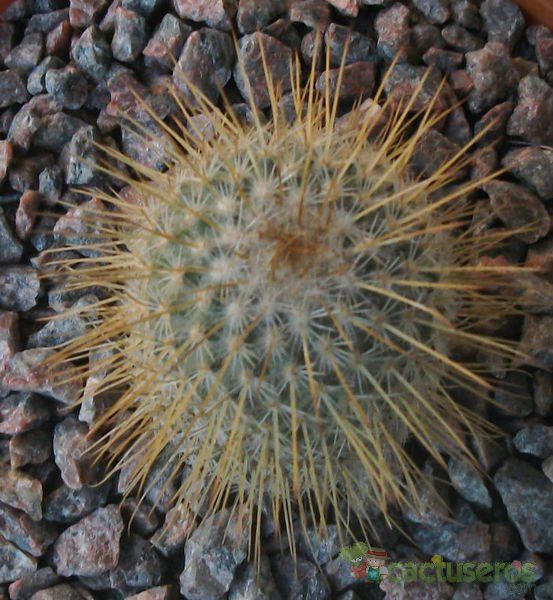 A photo of Mammillaria dixanthocentron