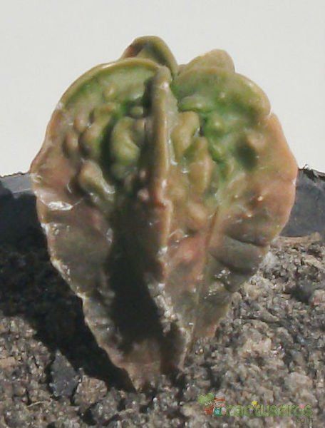 Una foto de Astrophytum myriostigma cv. FUKURYU (Type B)