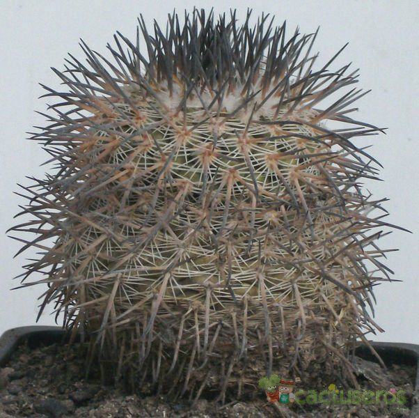 A photo of Parodia microsperma subsp. horrida