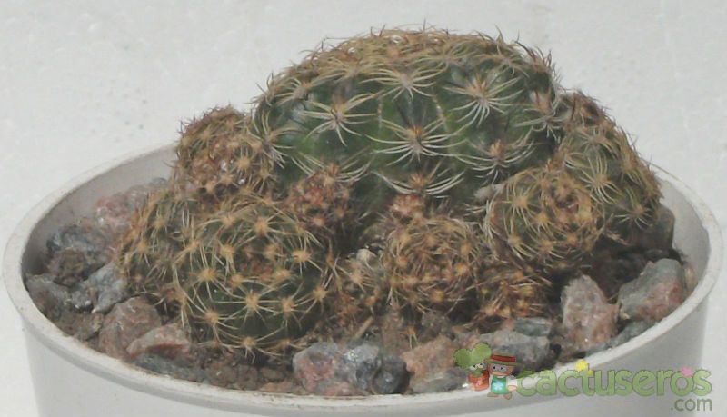 Una foto de Echinopsis arachnacantha