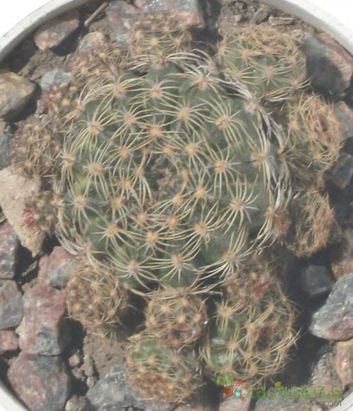 Una foto de Echinopsis arachnacantha