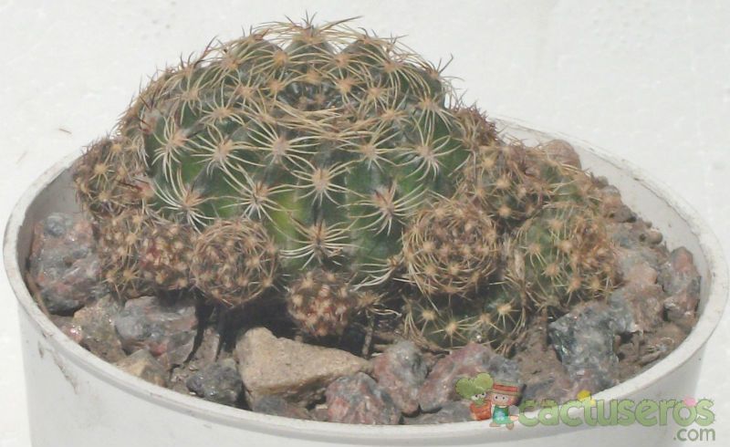 Una foto de Echinopsis arachnacantha