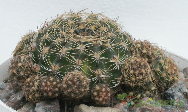 Una foto de Echinopsis arachnacantha