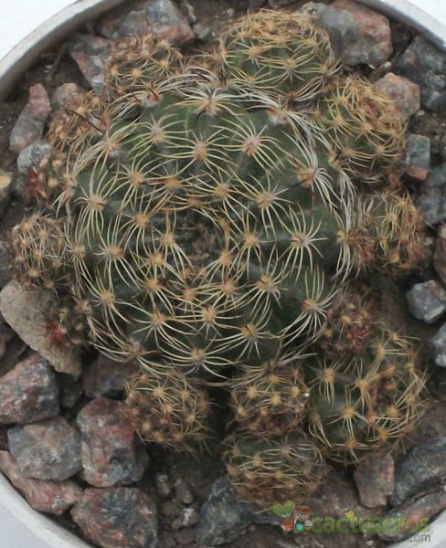 Una foto de Echinopsis arachnacantha
