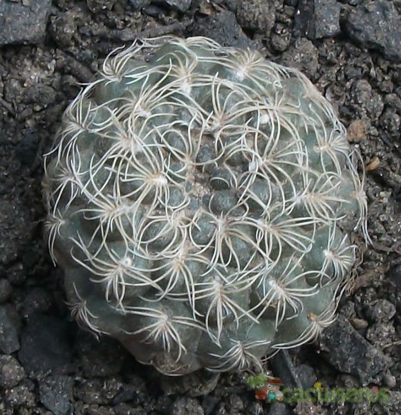 Una foto de Gymnocalycium calochlorum