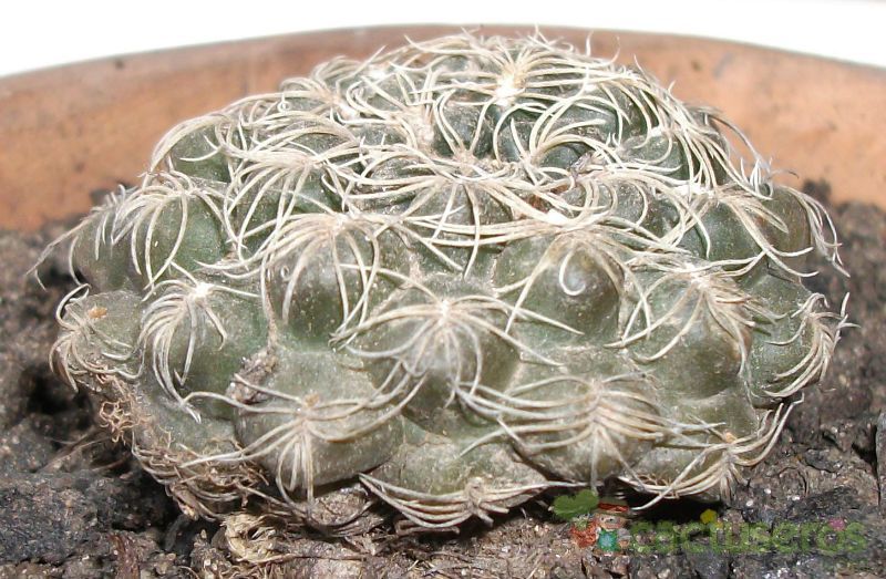 Una foto de Gymnocalycium calochlorum