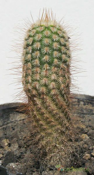 A photo of Echinocereus primolanatus