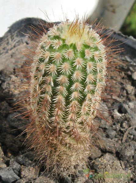 A photo of Echinocereus primolanatus