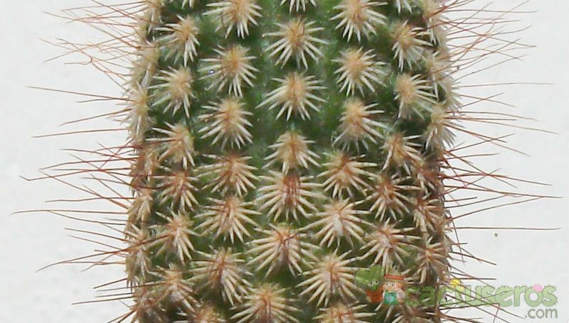 A photo of Echinocereus primolanatus