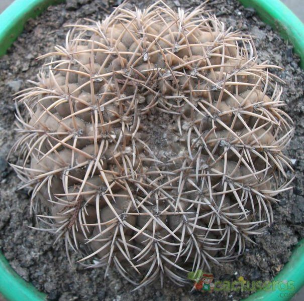 Una foto de Gymnocalycium pugionacanthum
