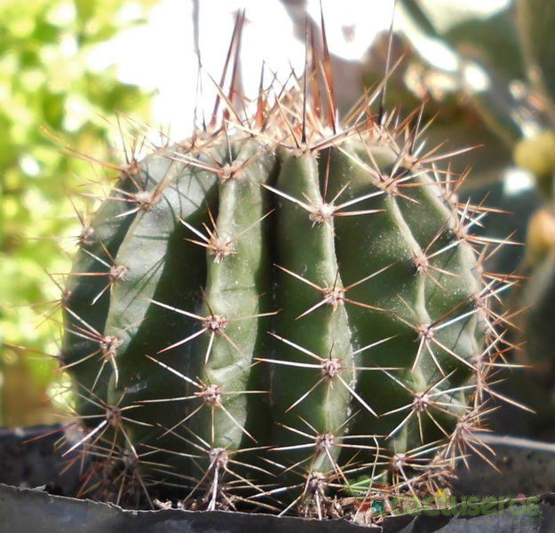 A photo of Echinopsis klingleriana