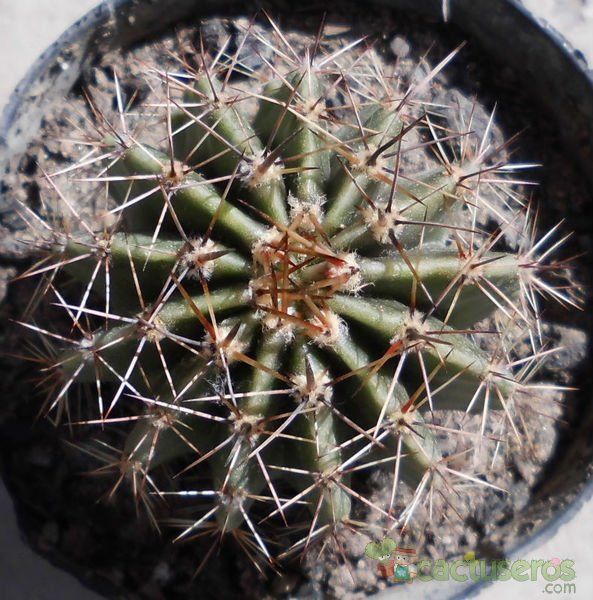 A photo of Echinopsis klingleriana