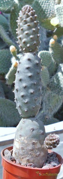 Una foto de Tephrocactus diadematus