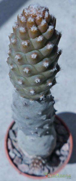 Una foto de Tephrocactus diadematus