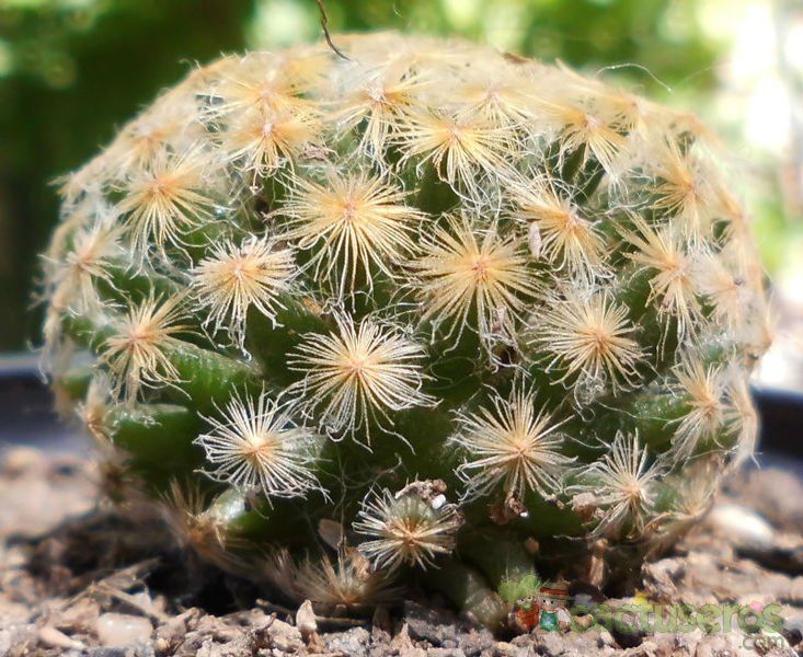 A photo of Mammillaria schiedeana