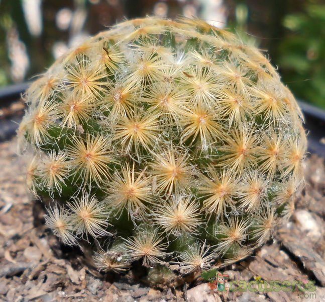 A photo of Mammillaria schiedeana