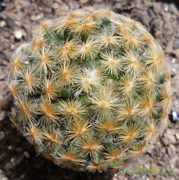 A photo of Mammillaria schiedeana