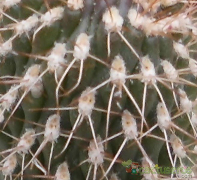 Una foto de Cylindropuntia fulgida