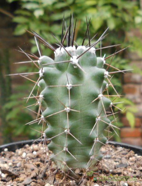 Una foto de Echinocereus triglochidiatus