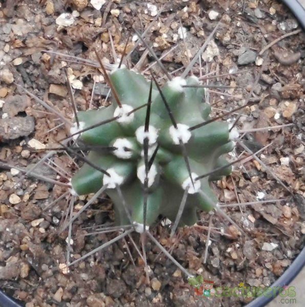 Una foto de Echinocereus triglochidiatus