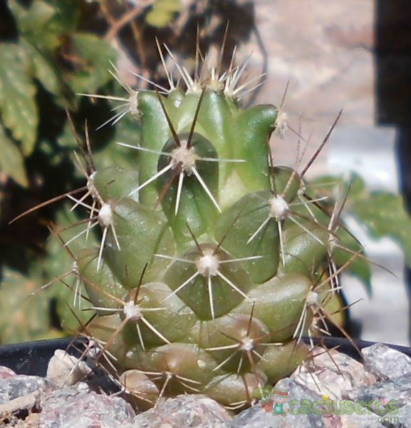 Una foto de Thelocactus conothelos ssp. flavus